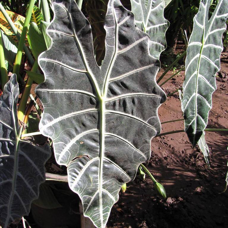 Alocasia 'Polly' – Alocasia × amazonica 'Polly'
